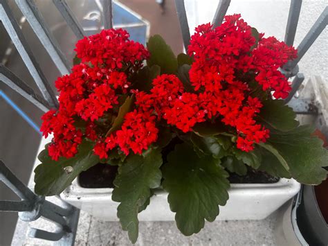 Kalanchoe na balkóne
