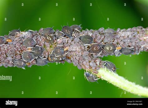 Voška brečtanová (Aphis hederae)