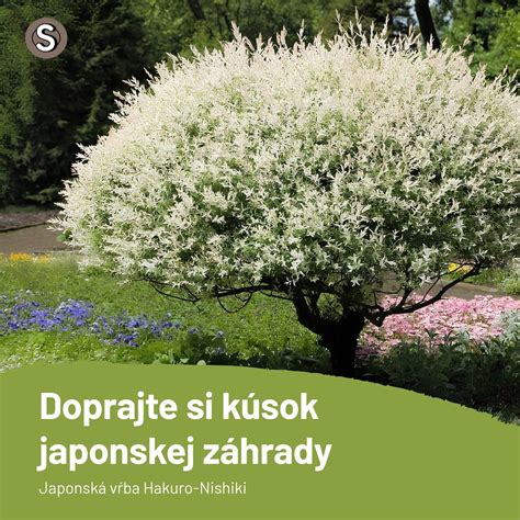 Detail kvetov japonskej myrty