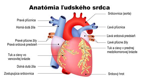 Anatómia ľudského srdca