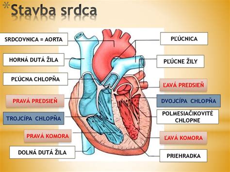 Rozdiel medzi zlyhaním ľavej a pravej strany srdca