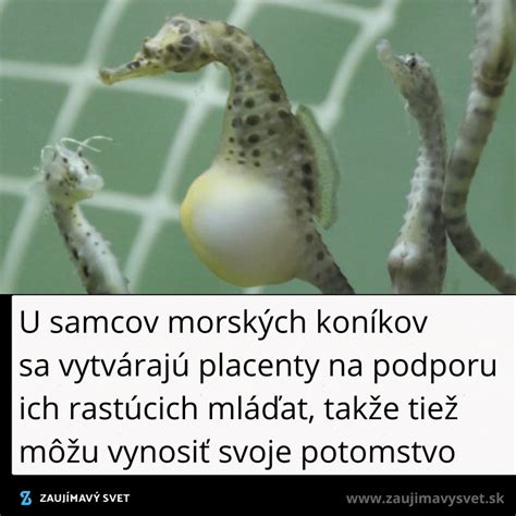 Schéma znázorňujúca brušný vak samca morského koníka