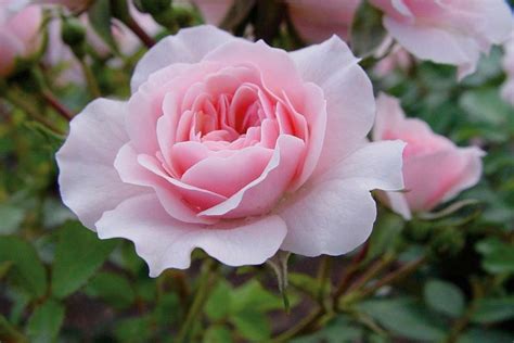 detailný záber na výrobu papierovej ruže