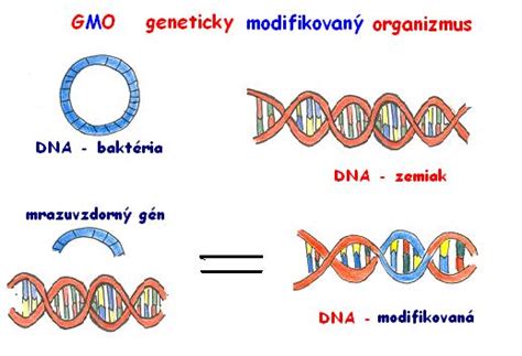štruktúra DNA a genetická modifikácia rastlín