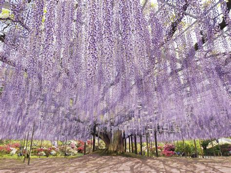 Wisteria v parku Ashikaga