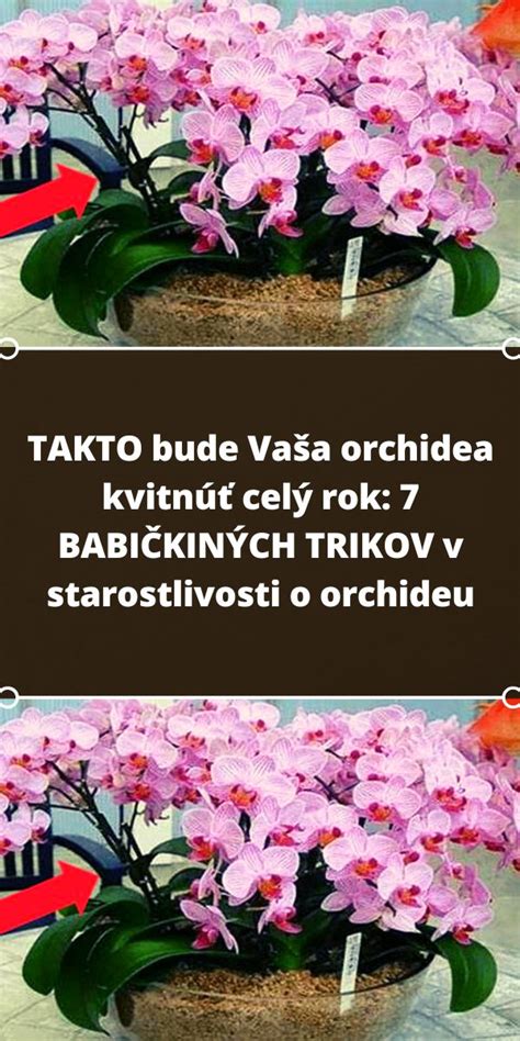 Východné okno ideálne pre mini orchideu