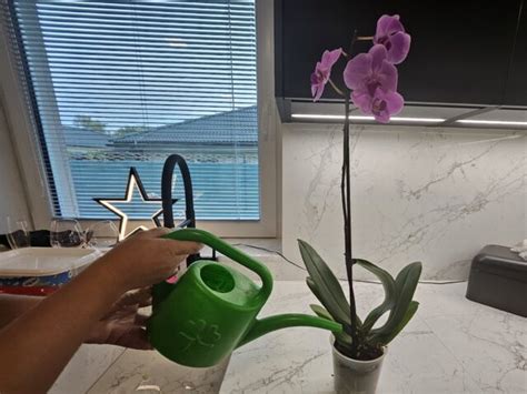 Správne zalievanie mini orchidey ponorením