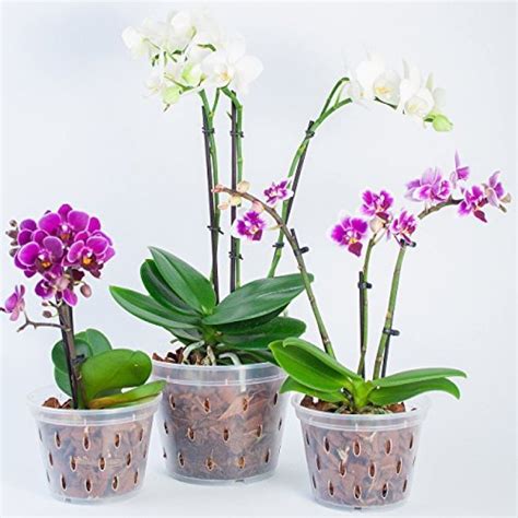Priesvitné kvetináče ideálne pre mini orchidey