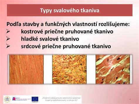Hladké svalové vlákna