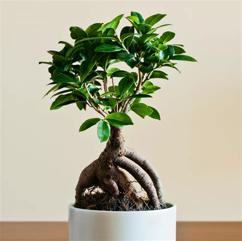 Zloženie substrátu pre bonsaj Ficus Ginseng