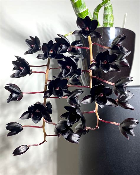 Fredclarkeara After Dark Black Pearl