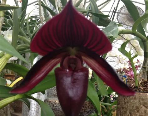 Paphiopedilum de Nachtwacht, pohľad zblízka