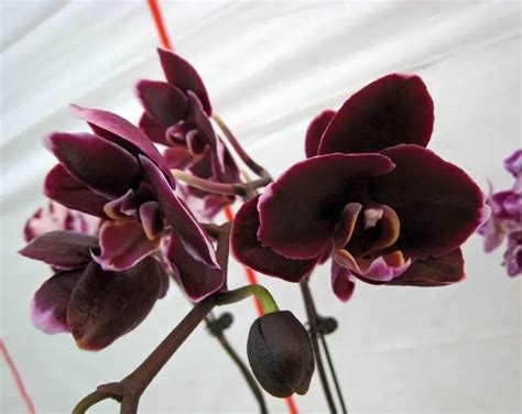 Detail kvetov Phalaenopsis Black Butterfly