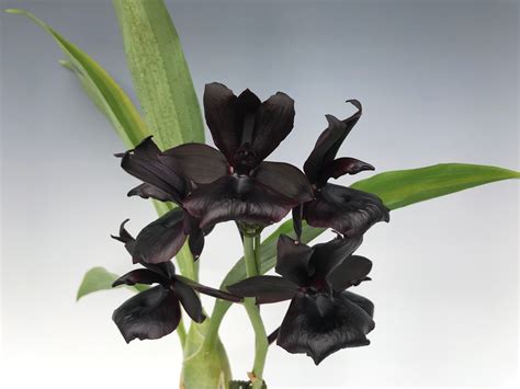Monnierara Millennium Magic 'Witchcraft'
