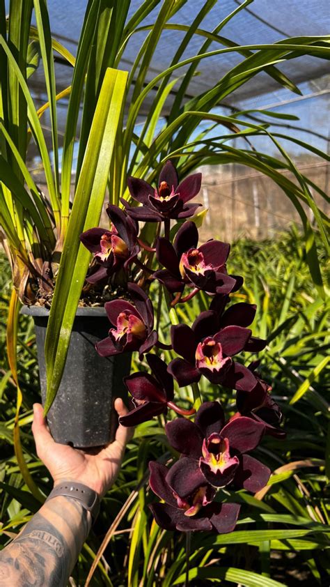 Cymbidium Kiwi Midnight a Brasiliorchis schunkeana