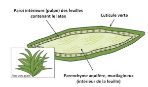 Schéma štruktúry listu aloe vera a umiestnenie gélu a latexu
