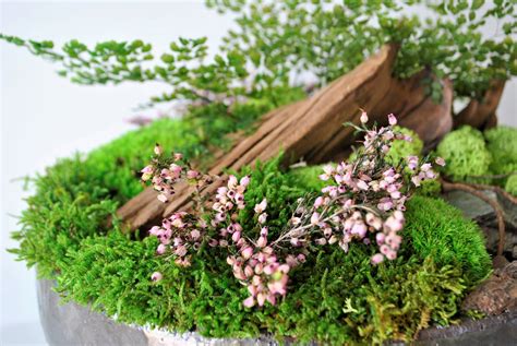 ukážka esteticky tvarovaného bonsaja v keramickej miske