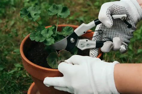 Zaštipovanie muškátov