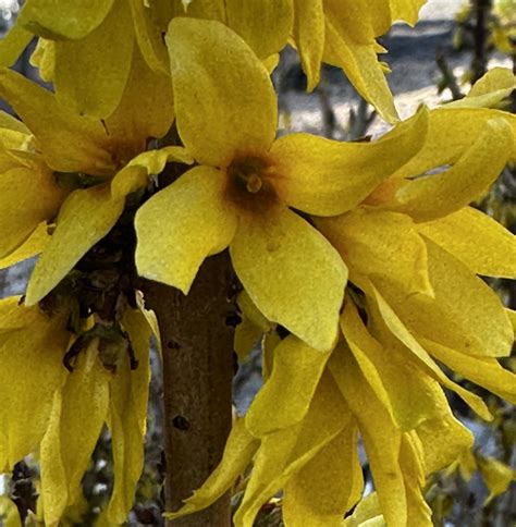 Zlatovka prostredná v záhrade