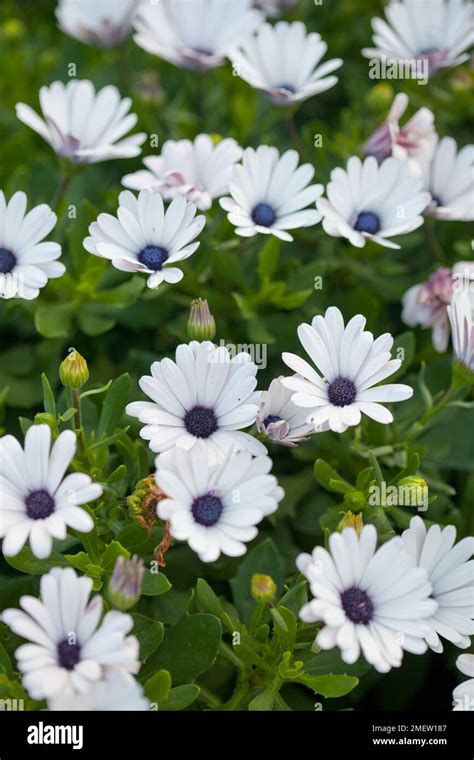Polievanie Osteospermum