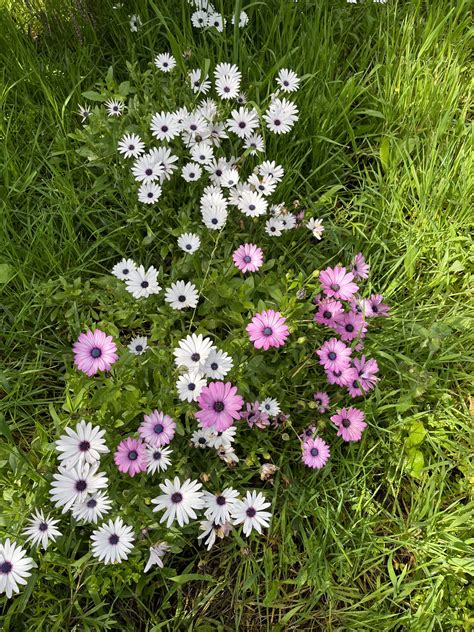 Grafika: Rozmnožovanie Osteospermum
