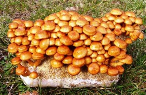 šupinovka nameko pripravená na zber