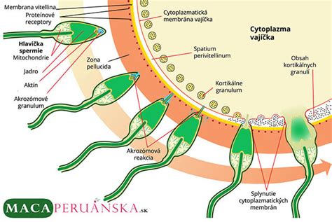 Obrázok spermií a vajíčka
