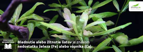 Schéma príčin žltnutia listov rastlín