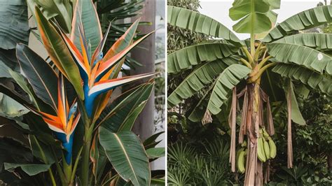 Heliconia v tropickom prostredí