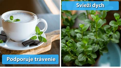 Prehľad liečivých účinkov mäty