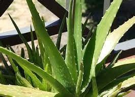 Rastliny Aloe Vera na predaj