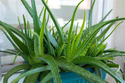 Schéma presádzania Aloe Vera do väčšieho kvetináča