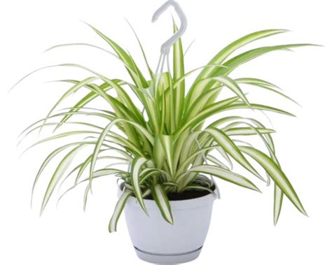 Zelená izbová rastlina Chlorophytum comosum v kvetináči
