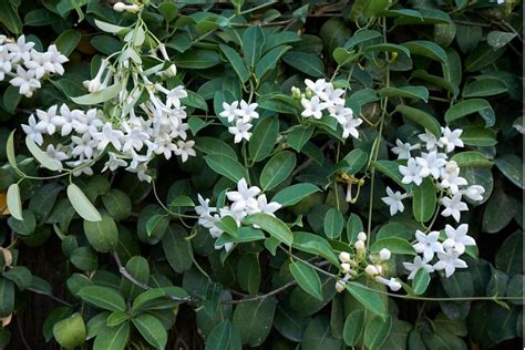 Stephanotis floribunda s oporou