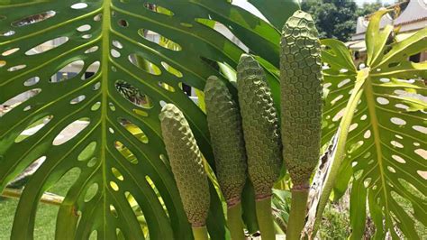 Monstera pre Rakov