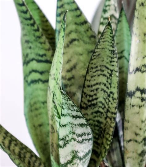 Sansevieria pre Škorpiónov