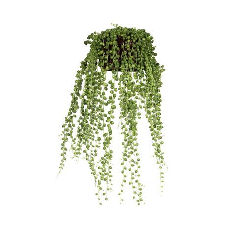 Senecio rowleyanus pre Blížencov