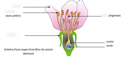 Schéma spermatogenézy