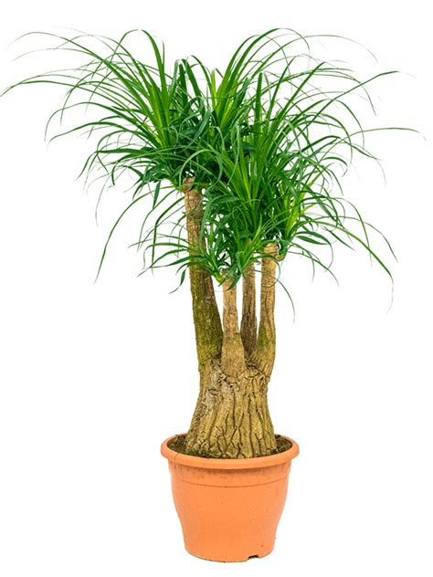 Beaucarnea 