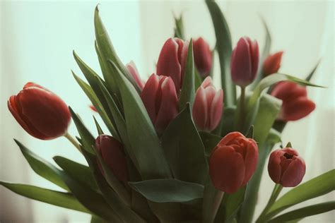 Červené tulipány symbolizujúce večnú lásku