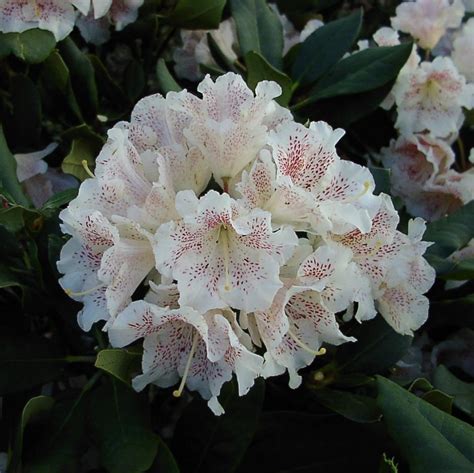 Kvitnúci rododendron 'Double Dots'