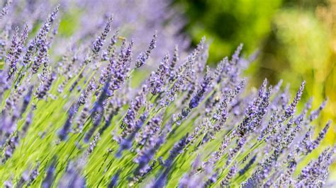 Ilustračná fotografia levanduľových kvetov