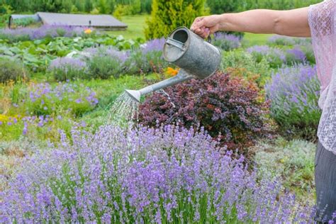 Schematické znázornenie ideálnych podmienok pre pestovanie levandule
