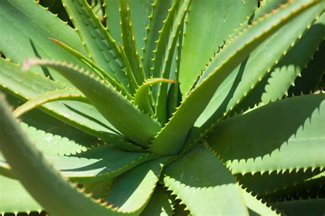 Infografika porovnávajúca benefity zubnej pasty s aloe vera a bežnej zubnej pasty
