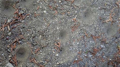 Larva mravcoleva v lieviku