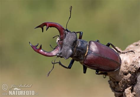 Roháč veľký - samec