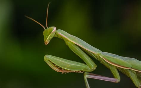 Modlivka zelená s kryptickým sfarbením