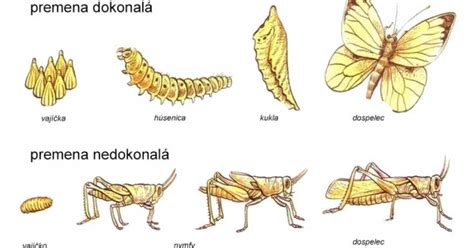 Schéma úplnej premeny hmyzu