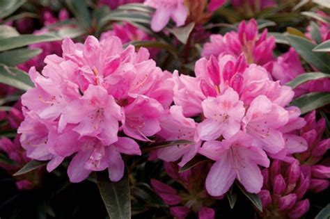 Kvitnúci rododendron