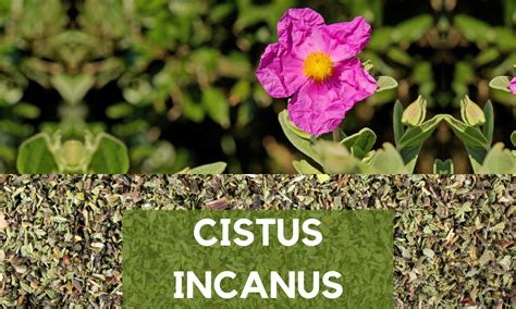 Chemické zloženie Cistus Incanus